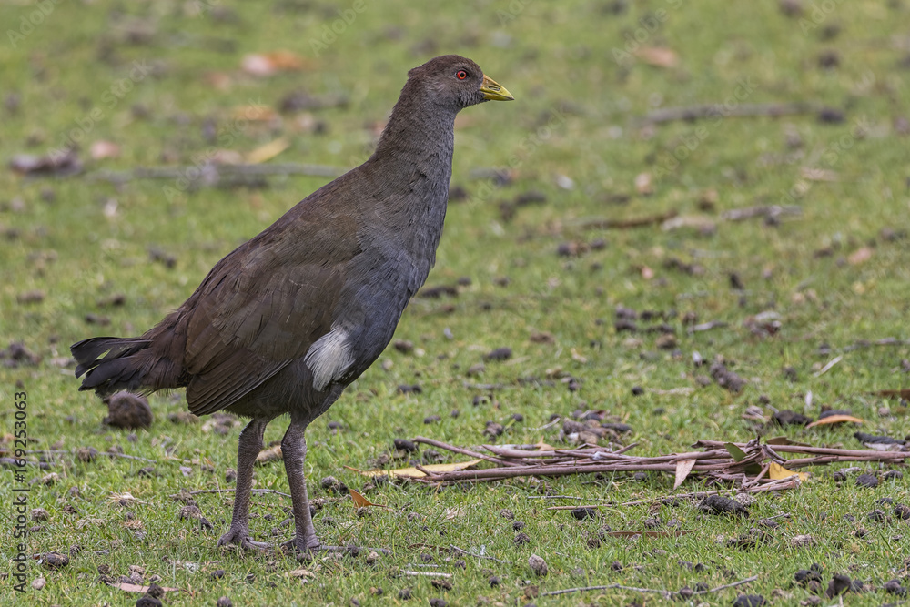 Fototapeta premium Tasmanian Native-hen (Tribonyx mortierii)