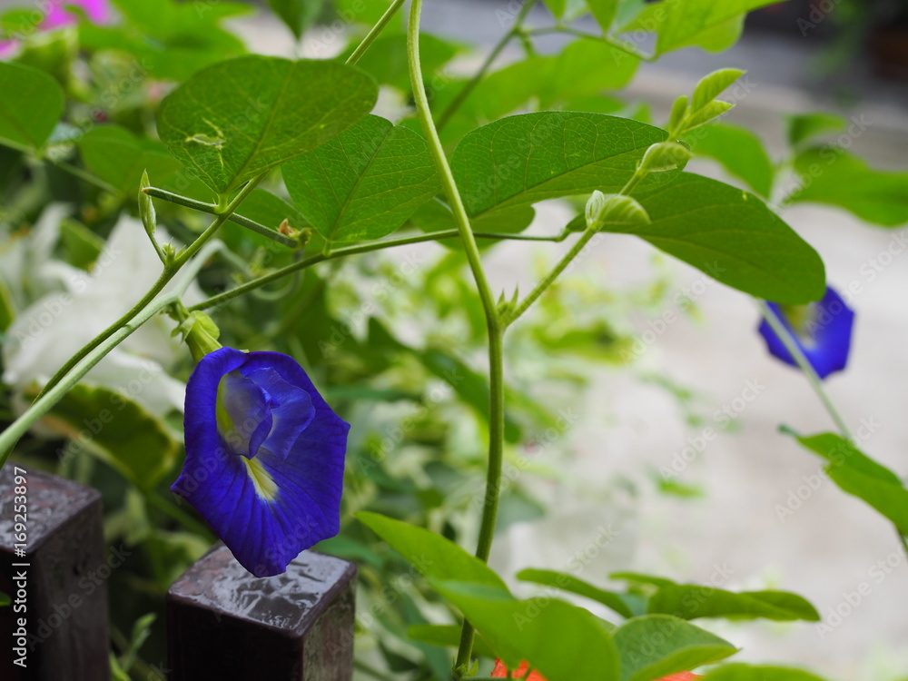 Blue butterfly pea flowers on wooden fence house wall, concrete road background Blue butterfly pea flowers on wooden fence house wall, concrete road background