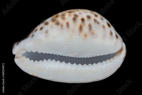 Sea shell on a black background.