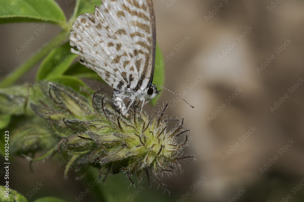 Fototapeta premium Leptotes cassius butterfly feeding on flower