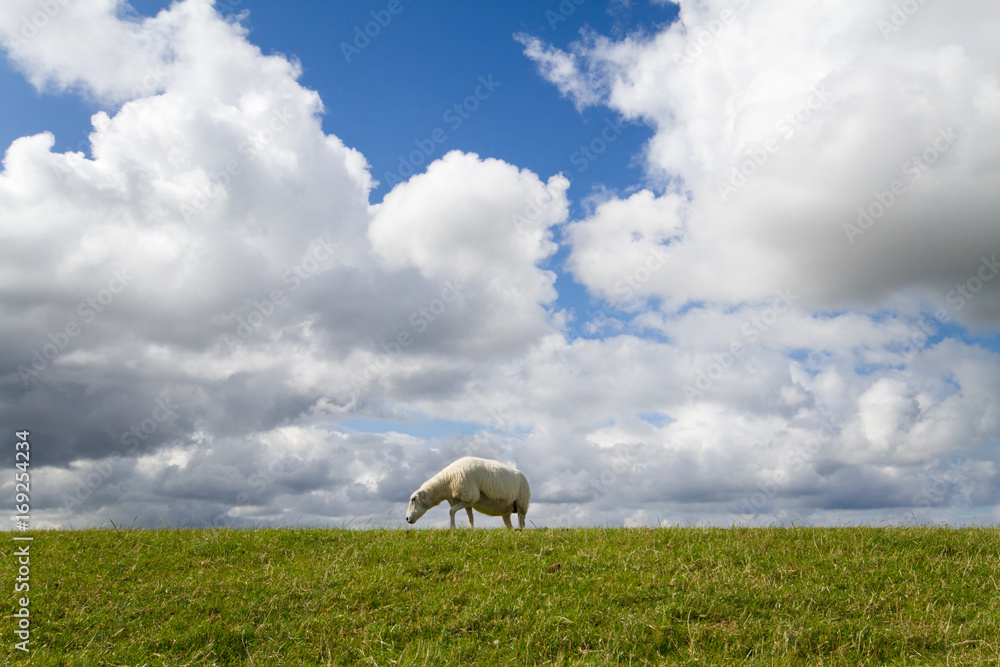 Obraz premium Sheep grazing on a green dike under a blue sky with white clouds