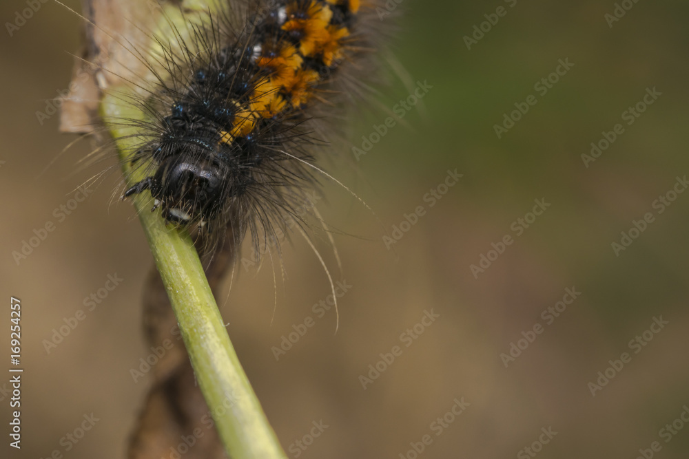 Black and orange stripped caterpillar on a plant branch