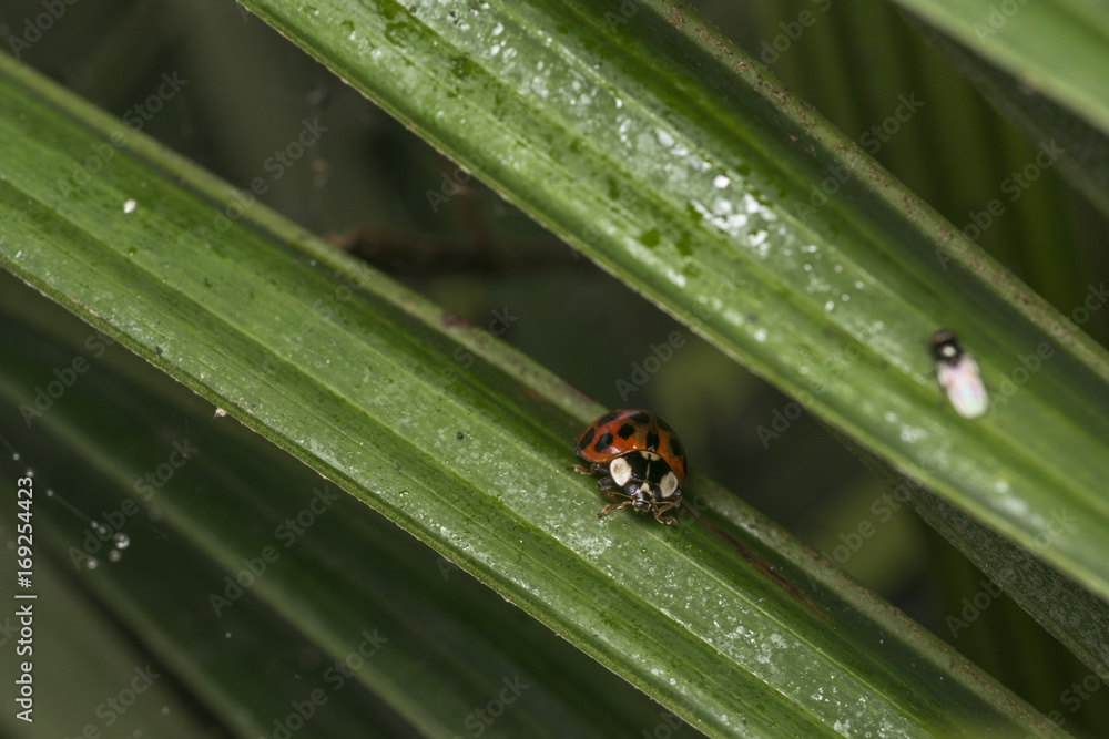 Orange ladybug with black dots wandering on some leaves Orange ladybug with black dots wandering on some leaves