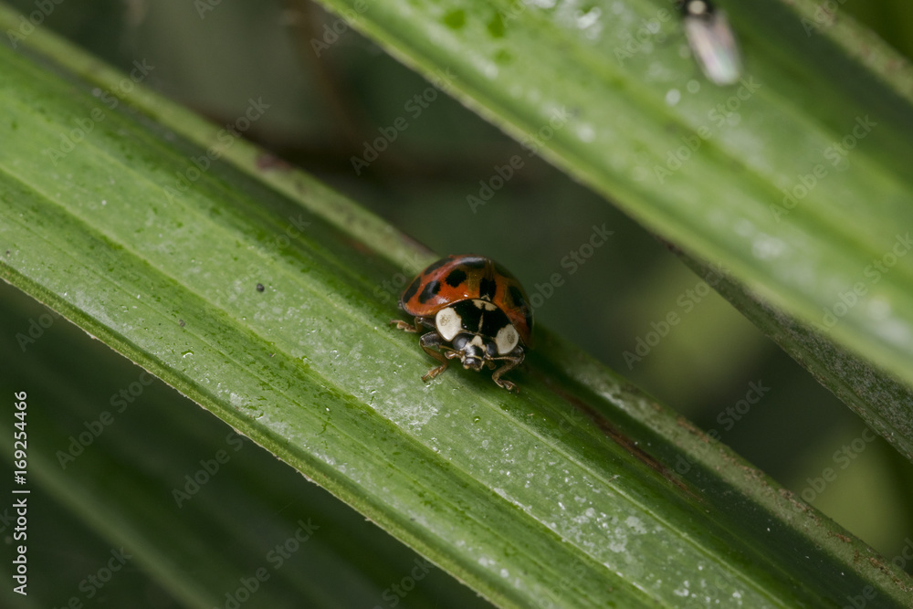 Orange ladybug with black dots wandering on some leaves Orange ladybug with black dots wandering on some leaves