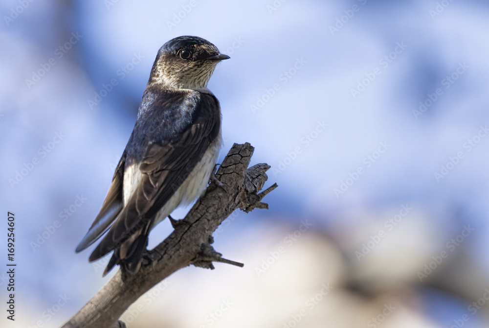 Naklejka premium Tree Martin (Petrochelidon nigricans)