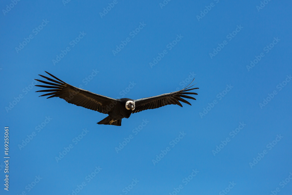 Obraz premium Condor