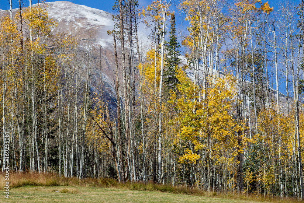 Tree covered hill with color changing leaves Tree covered hill with color changing leaves
