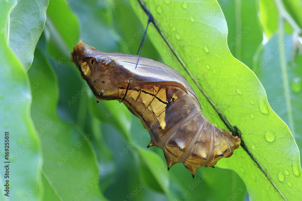 Naklejka premium cocoon of a bird-wing butterflly