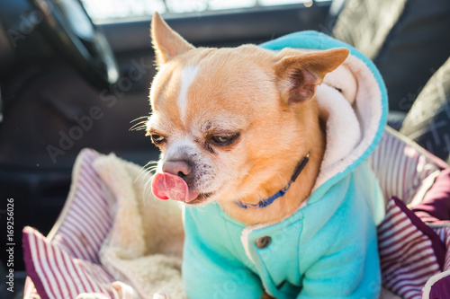 Portrait of cute chihuahua dog in outdoors