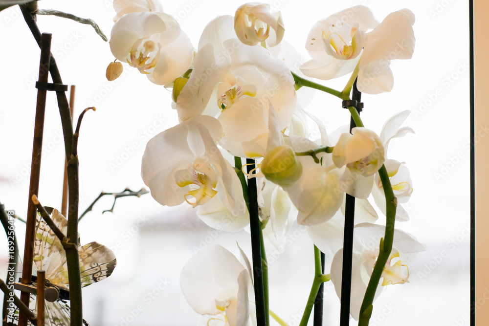 White orchid Phalaenopsis at home window