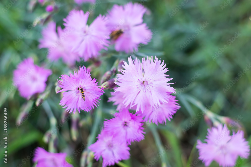 Bush of pink carnation in a garden with insects
