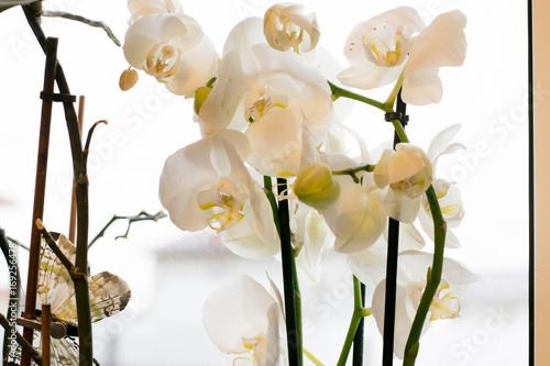 Obraz na płótnie White orchid Phalaenopsis at home window w salonie