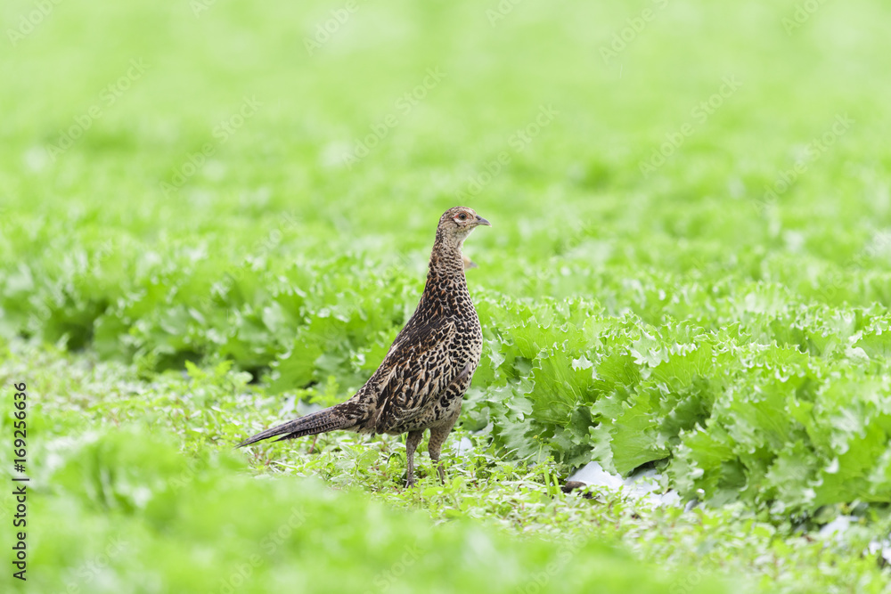 キジ雌(common Pheasant) キジ雌(common Pheasant)