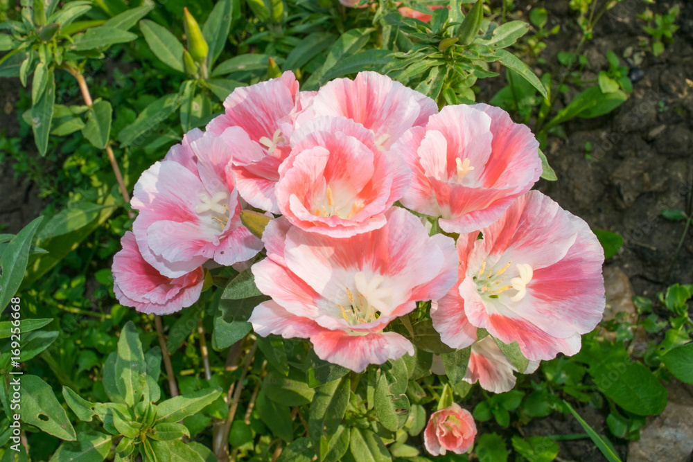 Soft pink and white godetia in a garden