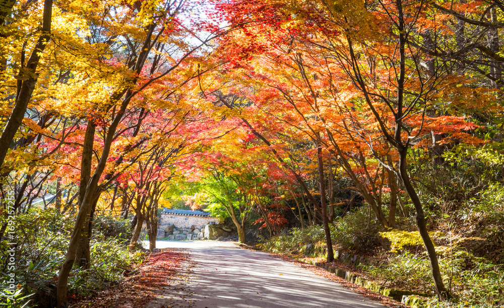Fototapeta premium 가을길 단풍길