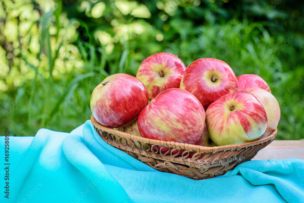 Red apples in a wicker plate with turquoise fabric on a background of green garden