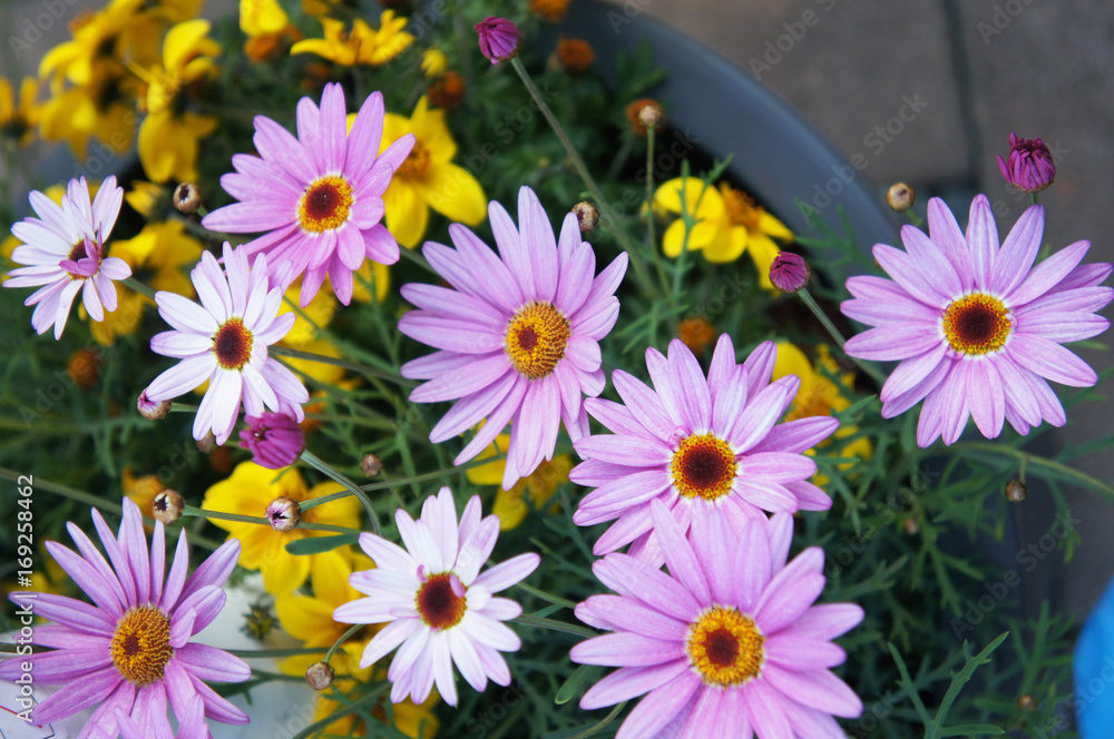 Fototapeta premium Argyranthemum frutescens pink and yellow flowers with green in pot