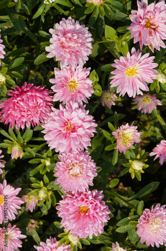 Many pink chrysanthemum flowers vertical