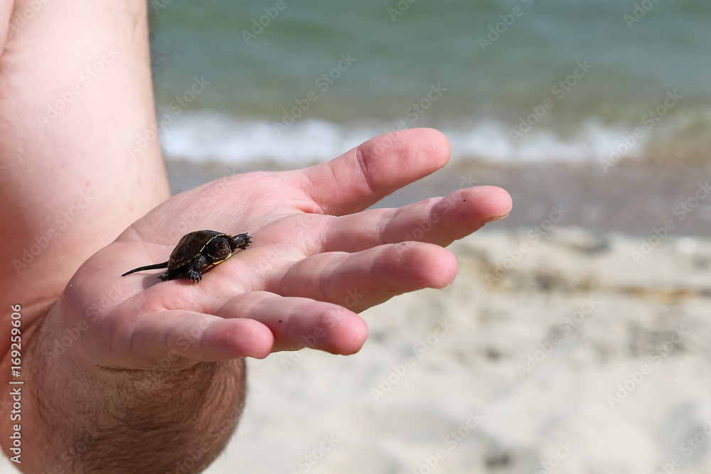 Small turtle on a hand with sea, sand and water on the background