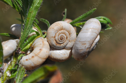 Little snails shells on the grass. Group of snail shells in nature