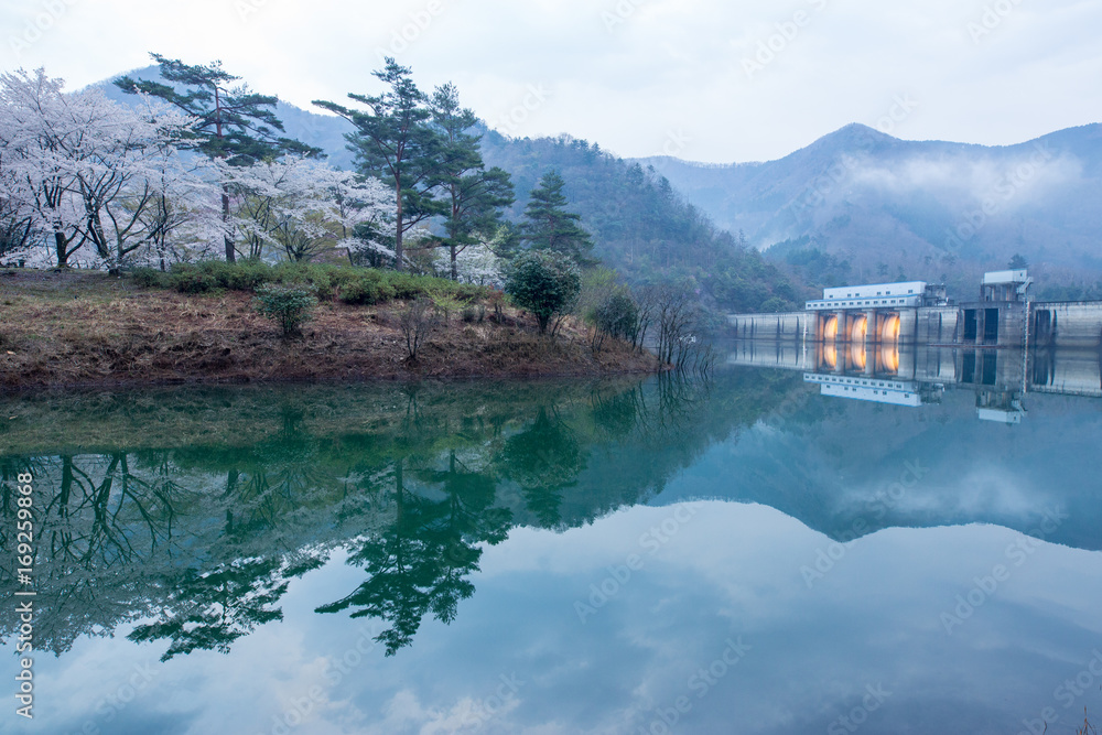 Fototapeta premium 大野ダムの桜