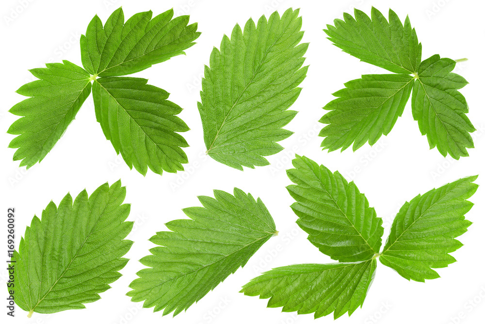 Strawberry leaf set on white Strawberry leaf set on white