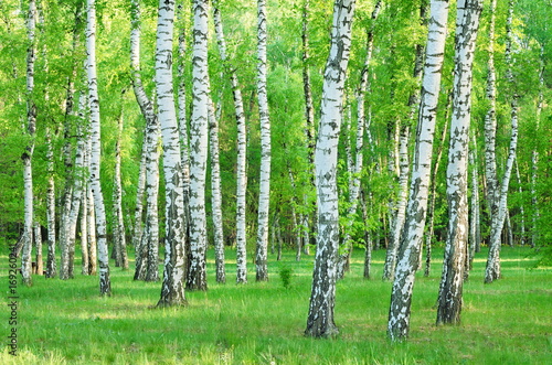Fototapeta Naklejka Na Ścianę i Meble -  birch grove in the summer