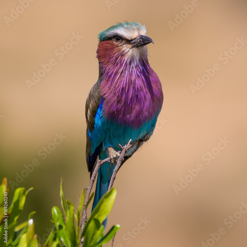 Lilac-Breasted Roller, Kenya's National Bird