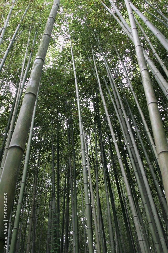 Bamboo forest
Bamboo forest