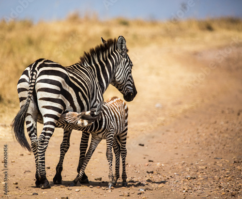 Zebra Mother & Child