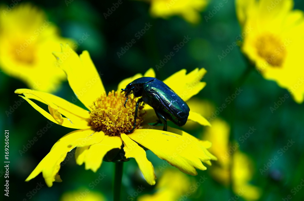 yellow flower with beetle, background, close-up yellow flower with beetle, background, close-up