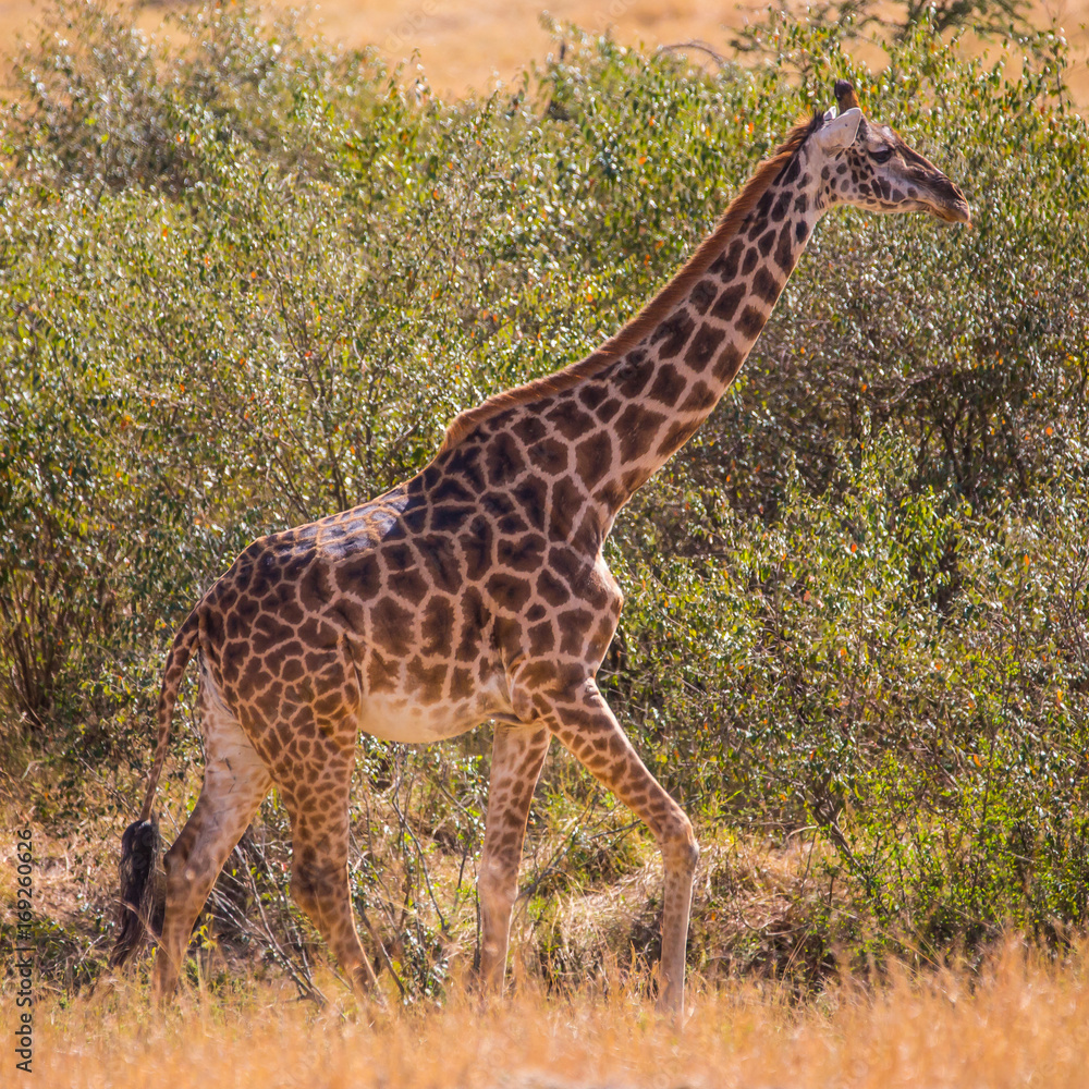 Obraz premium Masai Giraffe