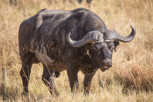 Fototapeta Naklejka Na Ścianę i Meble -  African Buffalo