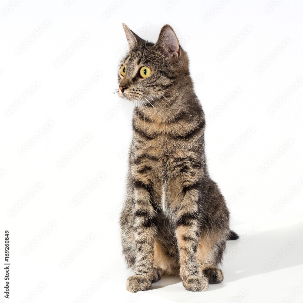 Obraz premium tabby cat