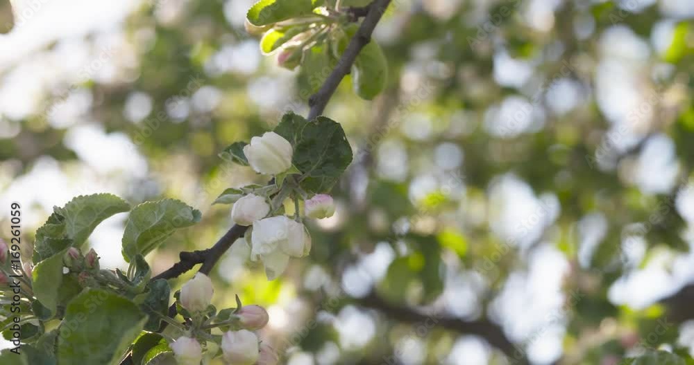 closeup pan shot of light pink apple tree blossom