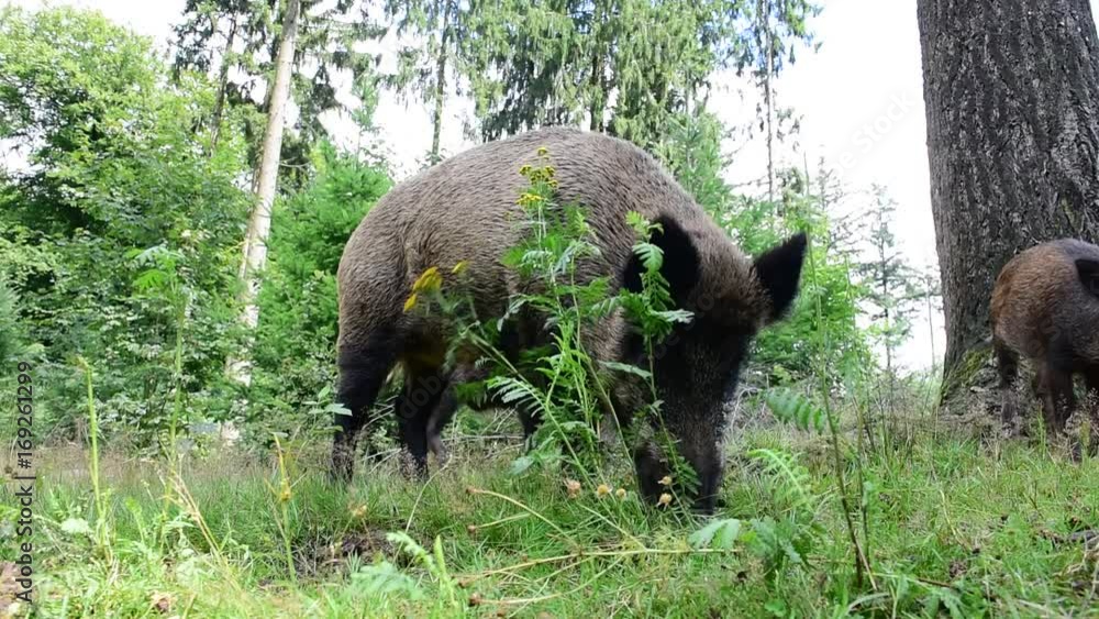 Wildschwein Rotte bei der Futtersuche, August Wildschwein Rotte bei der Futtersuche, August