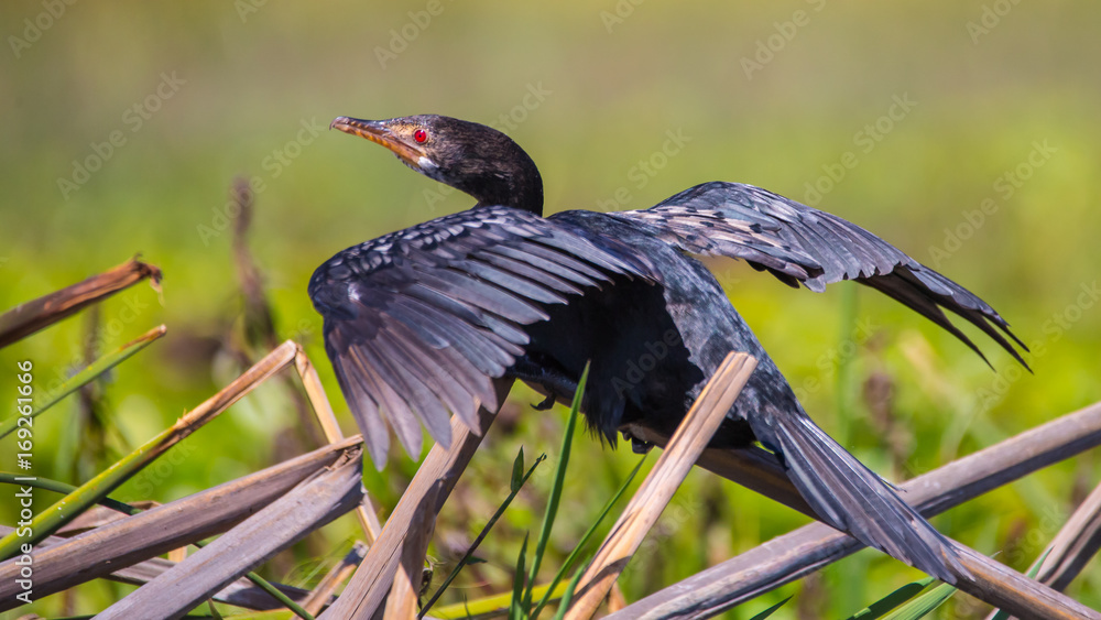 Naklejka premium Reed Cormorant before takeoff