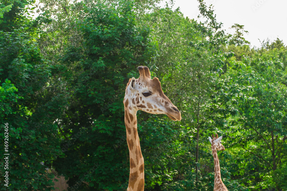 Fototapeta premium Pair of giraffe portrait seeing necks and heads on green leaves background