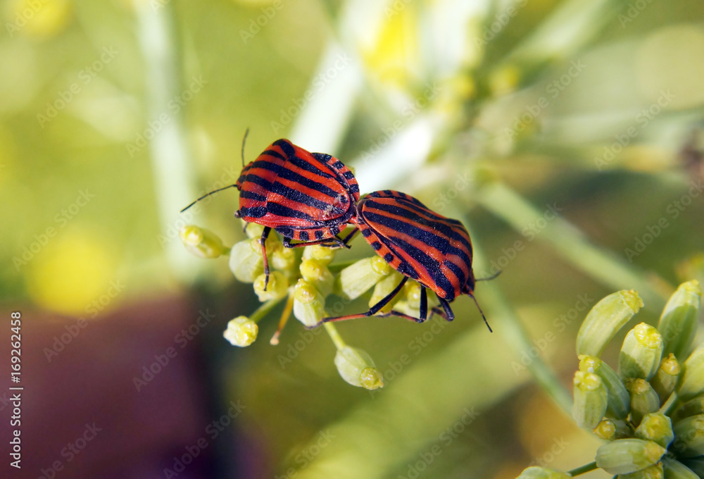 Couple of Graphosoma lineatum - striped beetles.