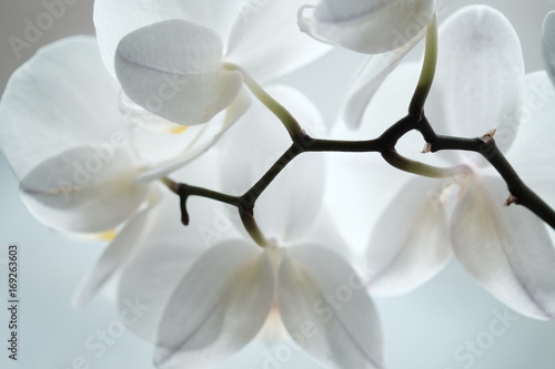 Fototapeta Naklejka Na Ścianę i Meble -  weiße Orchidee