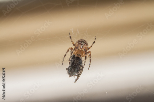 Fototapeta Spider family