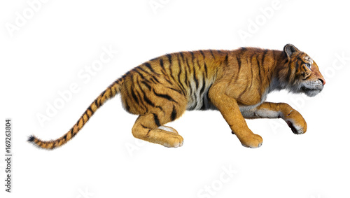 Fototapeta Naklejka Na Ścianę i Meble -  3D Rendering Big Cat Tiger on White