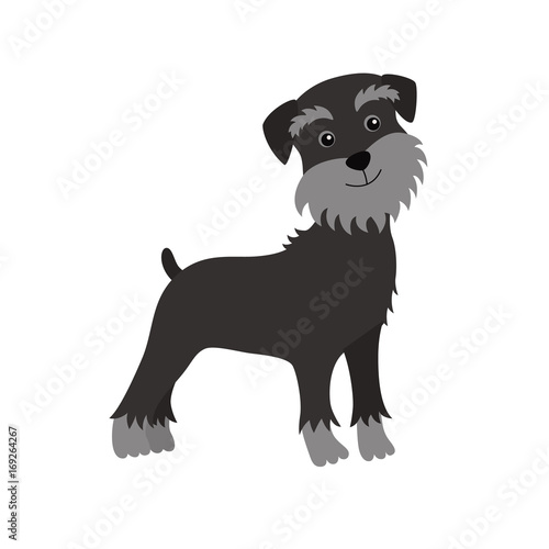 dog Schnauzer black