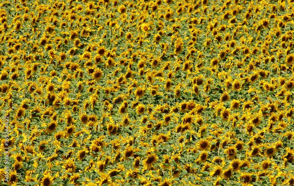 Sonnenblumenfeld Sonnenblumenfeld