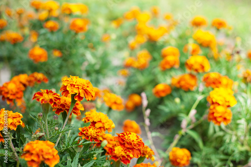 Orange marigolds © wowkwasyl
