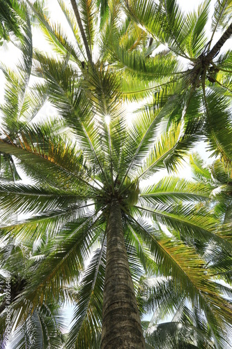 Coconut Tree