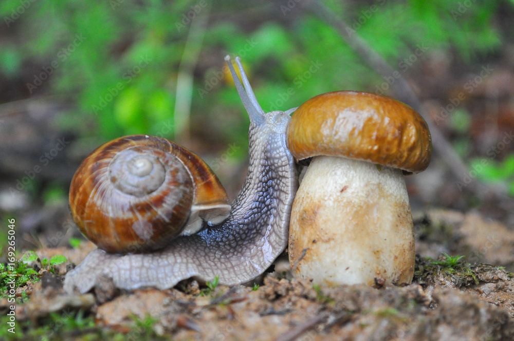 Big snail and cap mushroom in forest. Boletus edulis mushroom and snail on rain in woods Big snail and cap mushroom in forest. Boletus edulis mushroom and snail on rain in woods