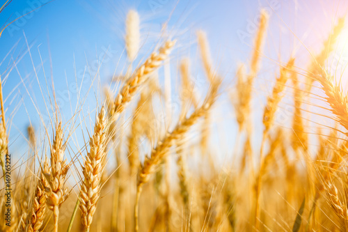 Picture of ripe wheat in field