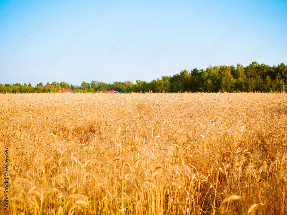 Fototapeta premium Photo of wheat spikelets in field, forest