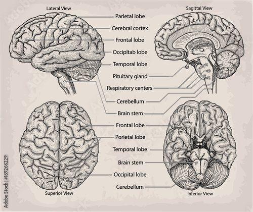 Anatomical Brain organ. Medicine, Vector illustration poster. Anatomical high detailed Medical study info graphics banner for education. Lateral, Superior, Sagittal Inferior view with named lobe parts